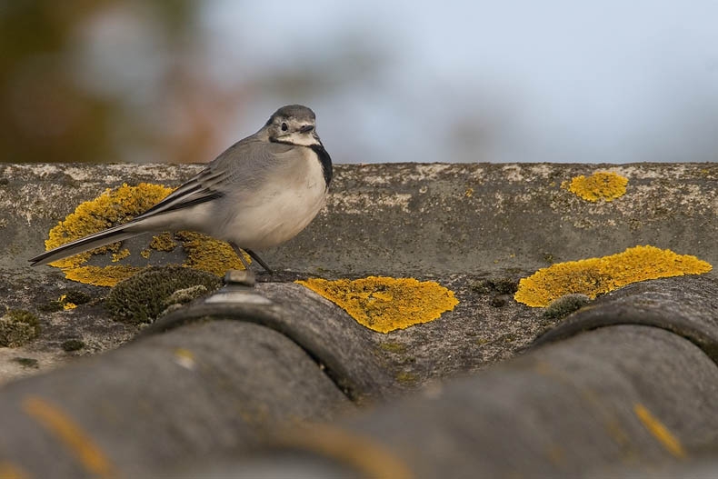 foto: Harvey van Diek