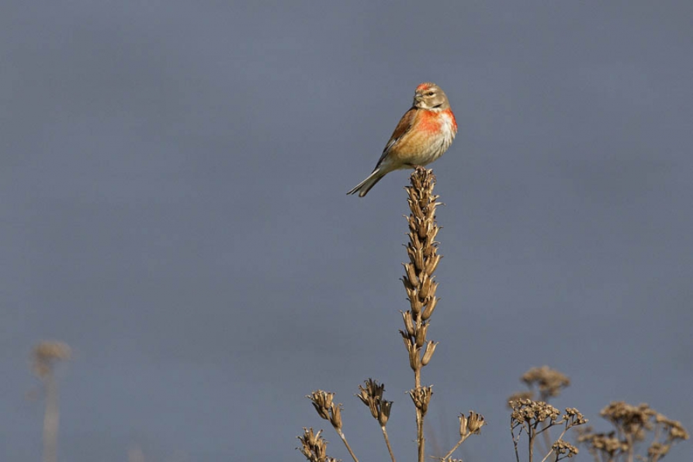 Kneu, man op teunisbloem, Nijmegen, Gld, 18 april 2019. - foto: Harvey van Diek