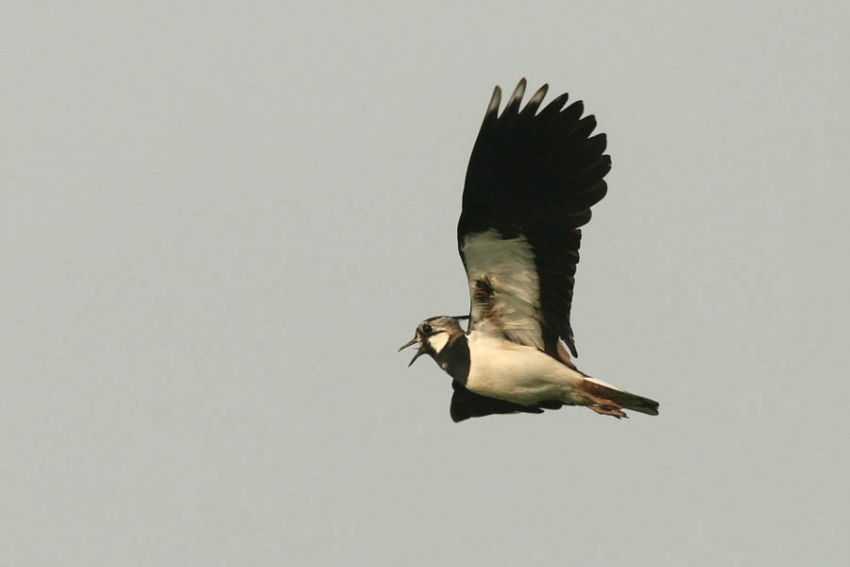 Vogel luid alarmerend rondvliegend bij verstoringsbron, indicatief voor nest. Schalkwijk, april 2006. - foto: Harvey van Diek