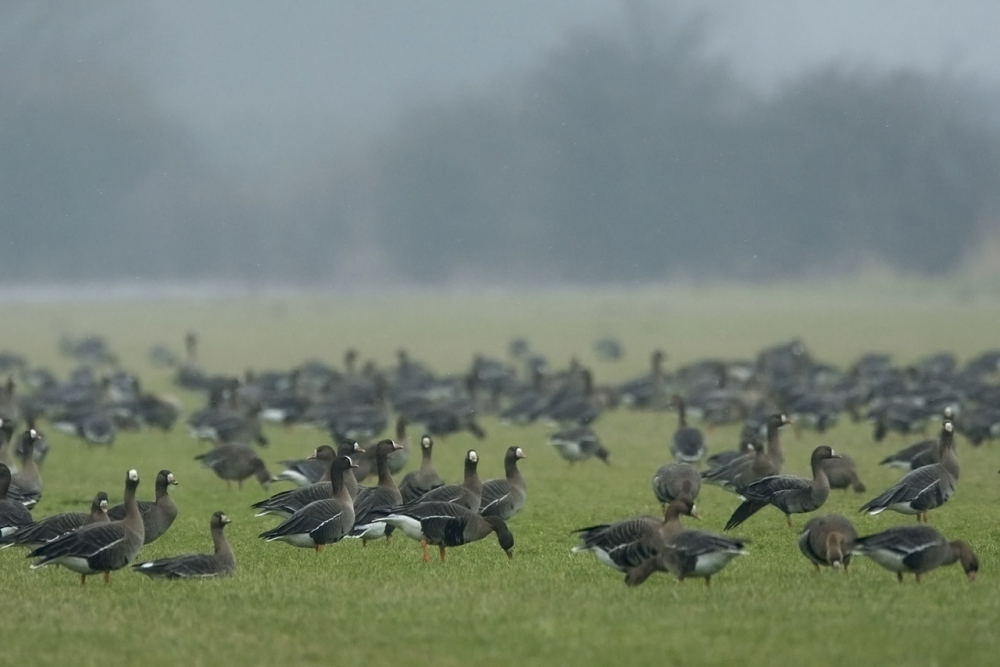 Tussen de Kolganzen valt die ene Dwerggans niet echt op. Hij staat vooraan links van het midden. De gele oogring is redelijk zichtbaar. | Ooijpolder, Gld, 24 jan 2010. - foto: Harvey van Diek