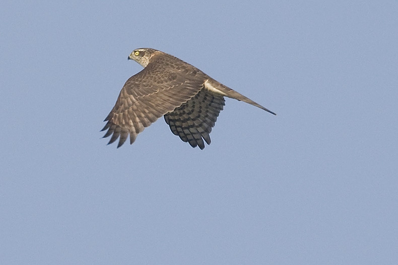 Sperwer, jonge vogel, Terschelling, Fr., 11 okt. 2008. - foto: Harvey van Diek