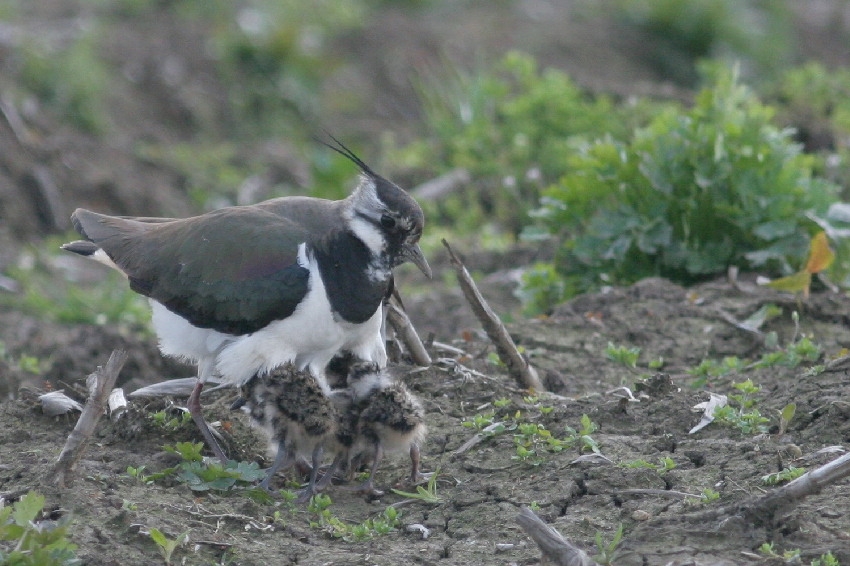 Vrouwtje (korte kuif) biedt kleine jongen bescherming en warmte onder de vleugels. Willeskop 22 april 2012. - foto: Arjan Boele